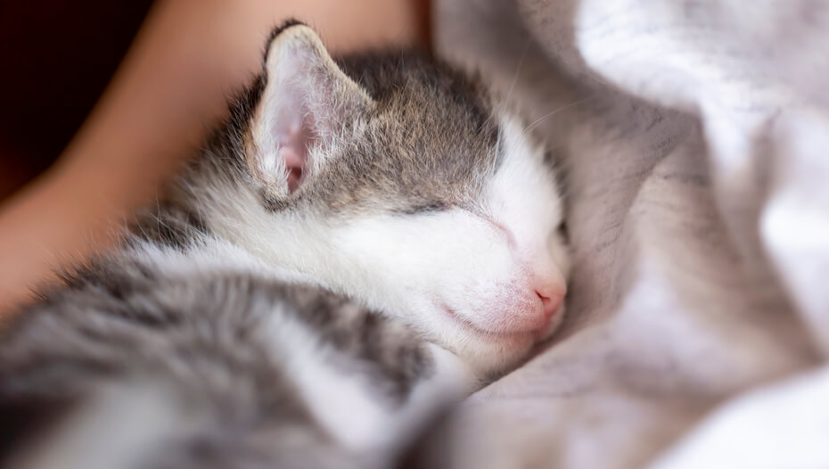 Revealed How Long Do Cats Sleep? Purina